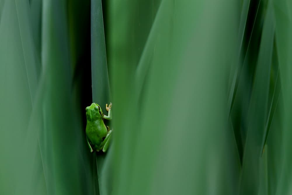 Hidden Green Frog by Massimo Mei — canvas wall art