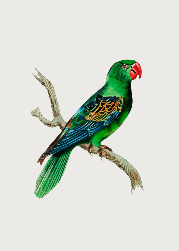 Great Billed Parrot by George Shaw — canvas wall art