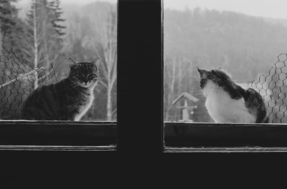 Cozy Cats Winter View by Peter Hrabinsky — canvas wall art
