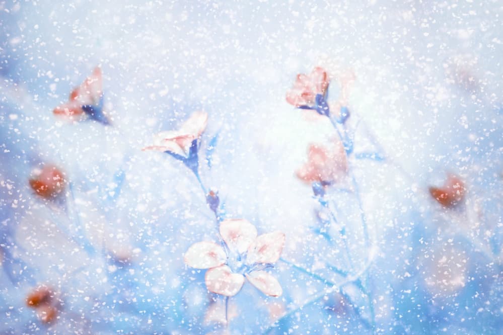 Dreamy Winter Flowers by Delphine Devos — canvas wall art