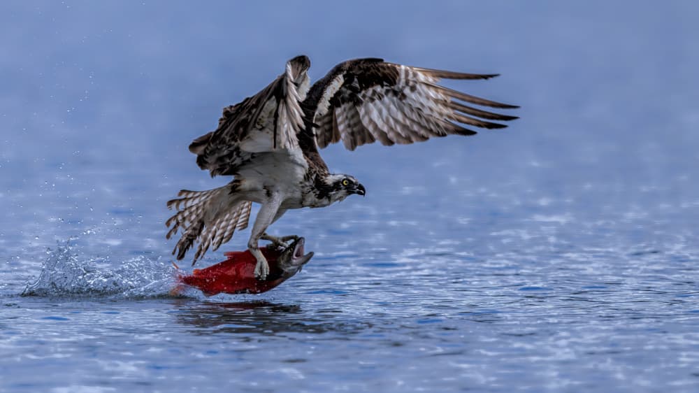 Osprey With Salmon Catch by Jun Zuo — canvas wall art