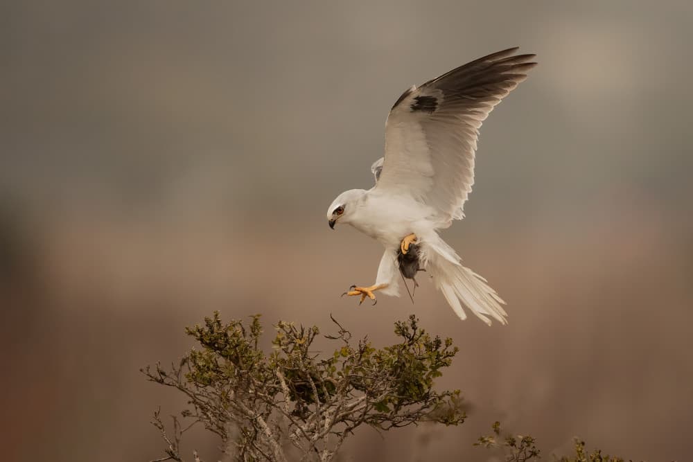 White Kite Hunting Prey by Bill Lu — canvas wall art