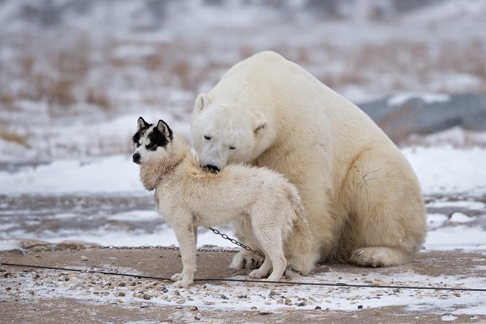 Unlikely Winter Companions by Marco Pozzi — canvas wall art