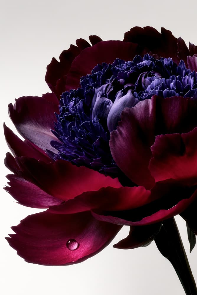 Velvet Petal Droplet by Minorstep — canvas wall art