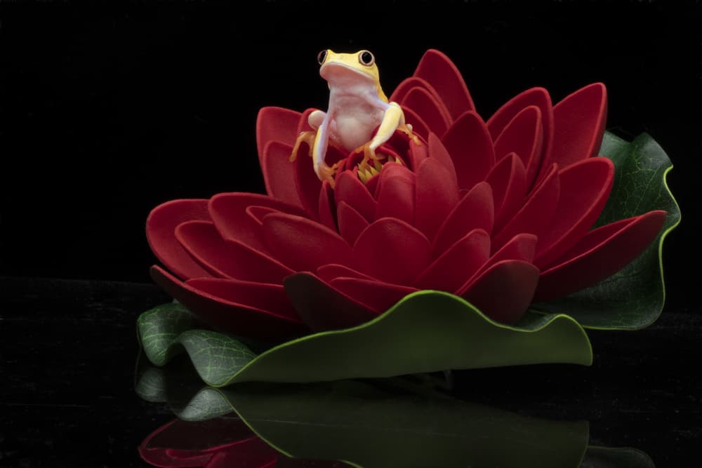 Yellow Frog on Red Lotus by Linda D Lester — canvas wall art