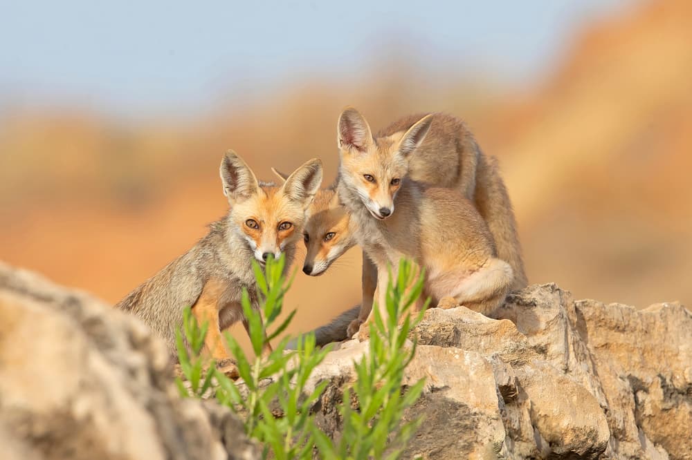 Curious Desert Foxes by Shlomo Waldmann — canvas wall art