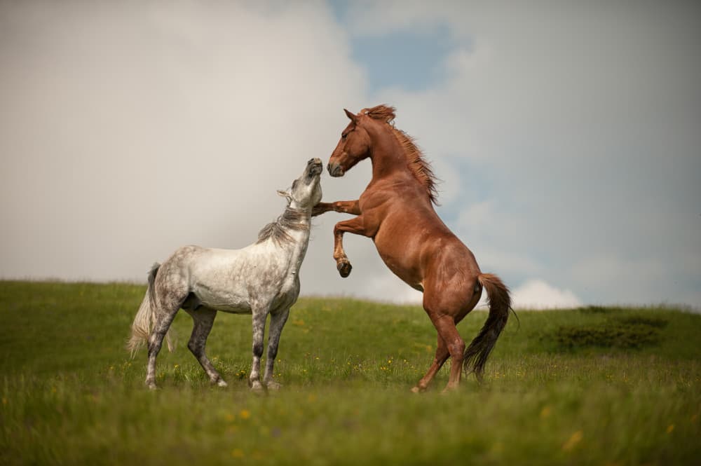 Wild Horses Playing by Radojica Jevric fotorax — canvas wall art