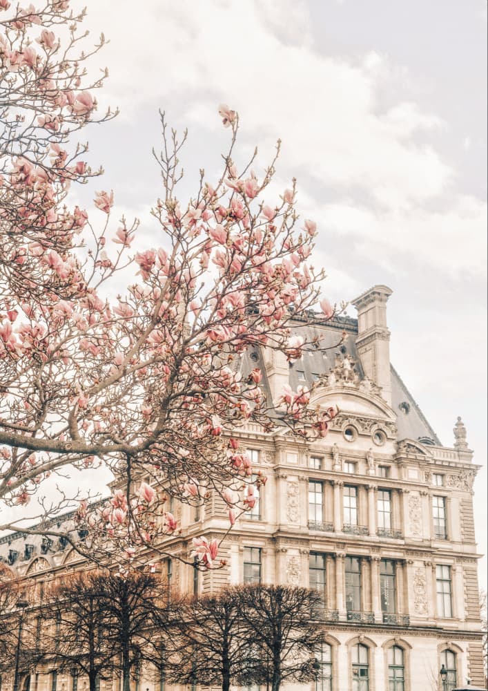 Paris Spring Magnolia by Talitha McQueen — canvas wall art