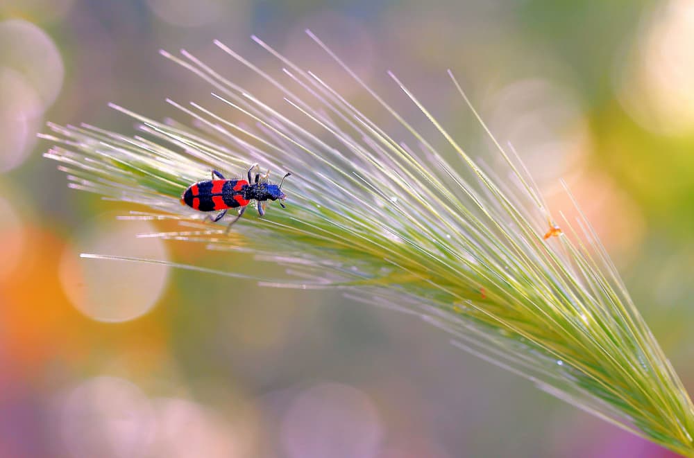 Red Striped Beetle on Grass by Thierry Dufour — canvas wall art