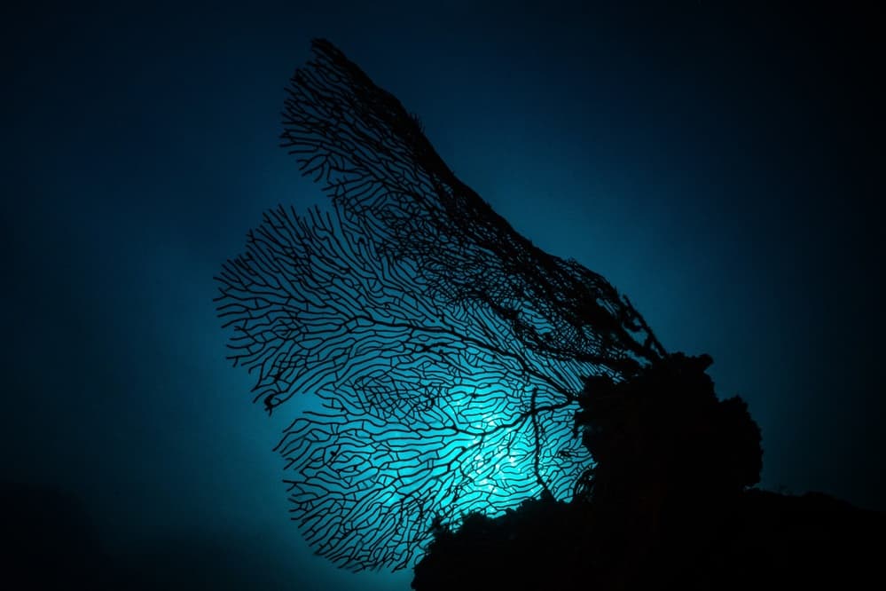 Glowing Sea Fan by Serge Melesan — canvas wall art