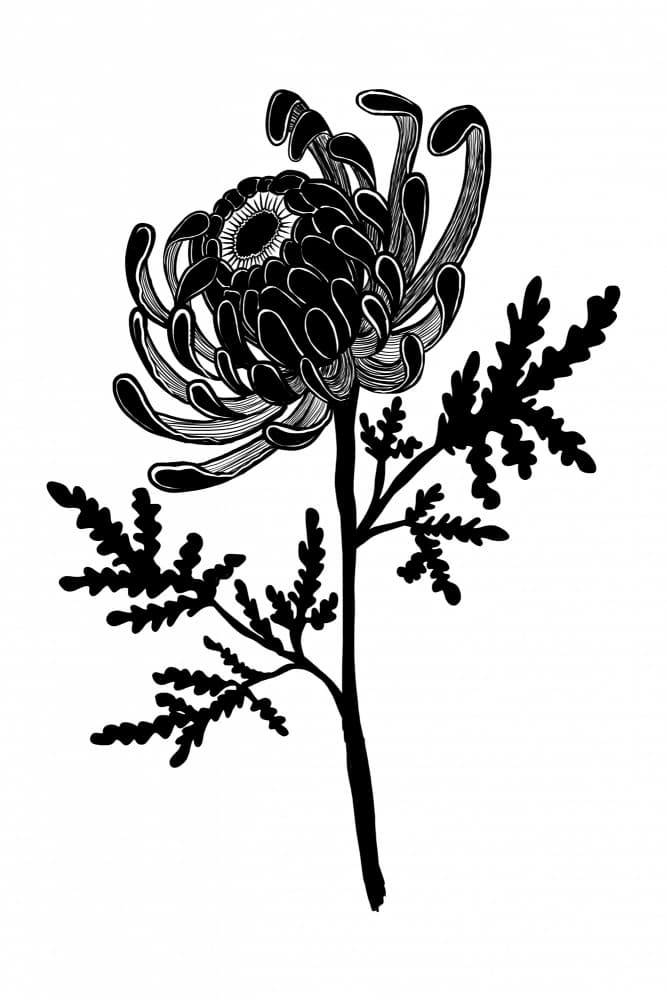 Elegant Black Chrysanthemum by Mela Patterns — canvas wall art