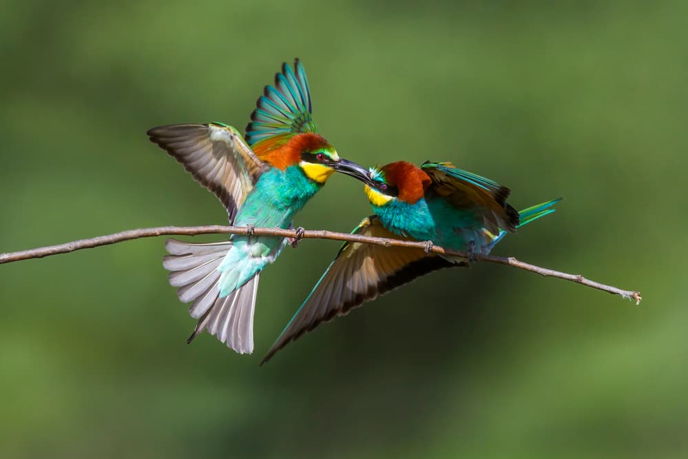 Vibrant Bee-eaters Love by Marco Redaelli — canvas wall art