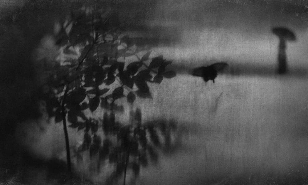 Ethereal Moth In Flight by Teruhiko Tsuchida — canvas wall art