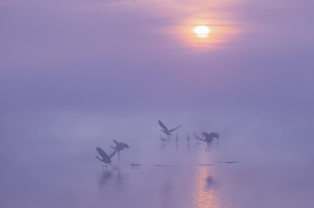 Purple Fog Serenity by Jenny Qiu — canvas wall art