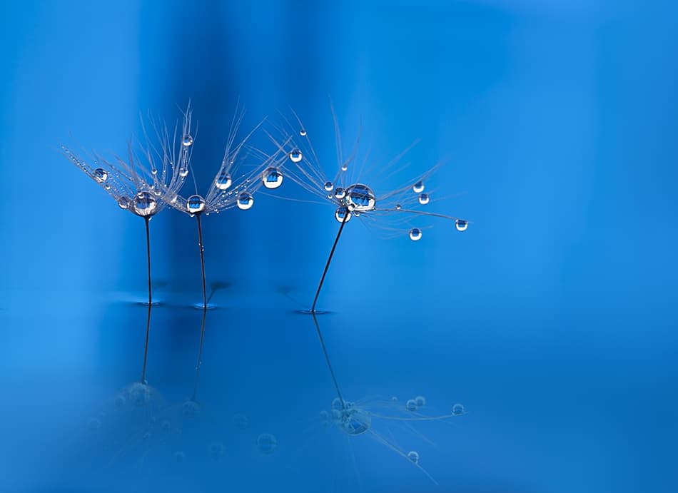 Delicate Dandelion Drops by Heidi Westum — canvas wall art