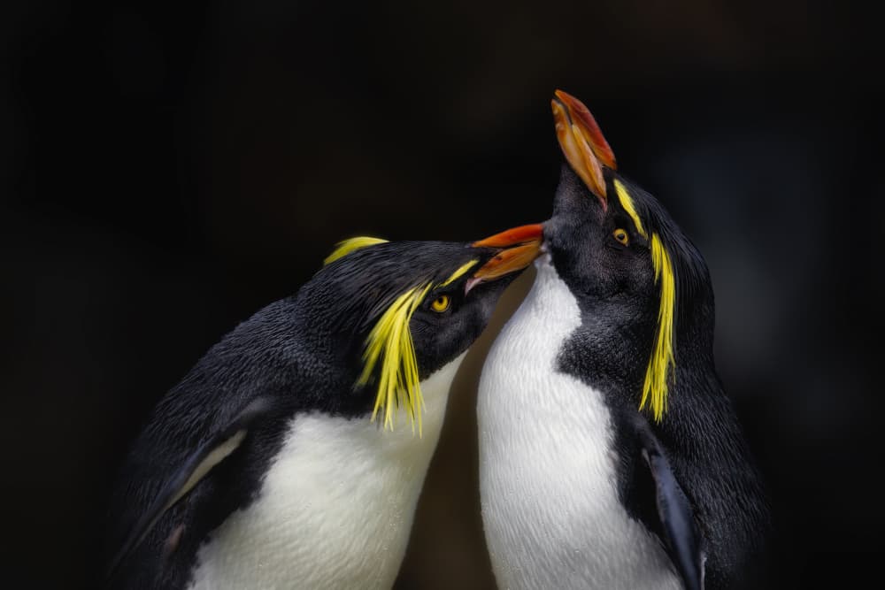Affectionate Penguin Pair by Alex Zhao — canvas wall art