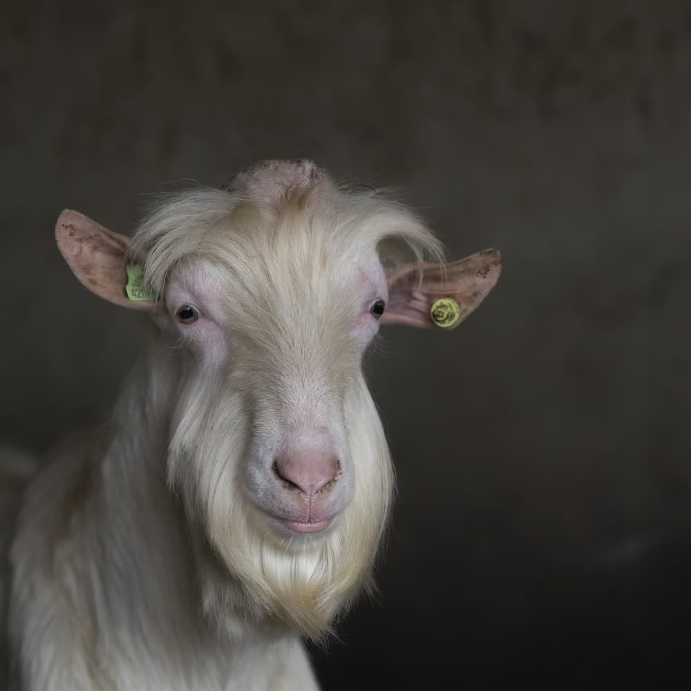 Quirky White Goat by Gert van den Bosch — canvas wall art