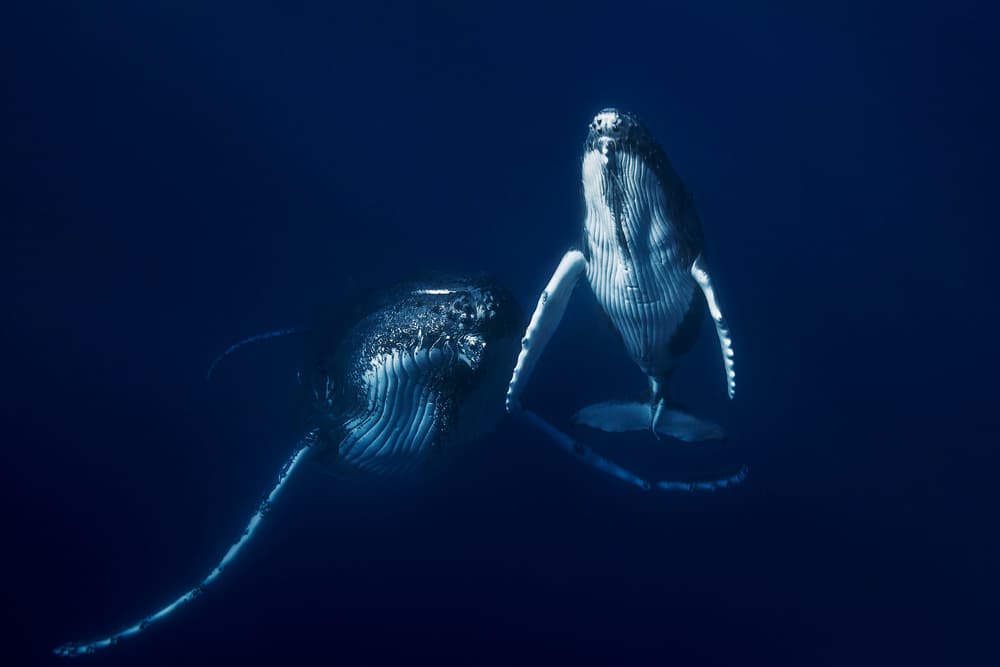 Humpback Whales Underwater by Barathieu Gabriel — canvas wall art