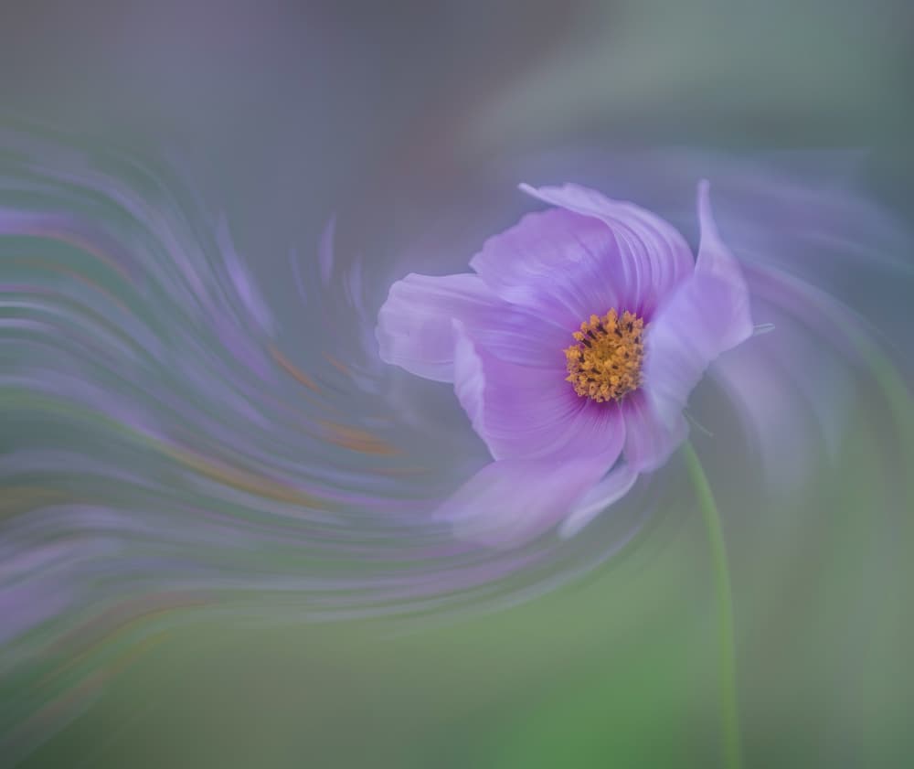 Swirling Pink Cosmos by Judy Tseng — canvas wall art