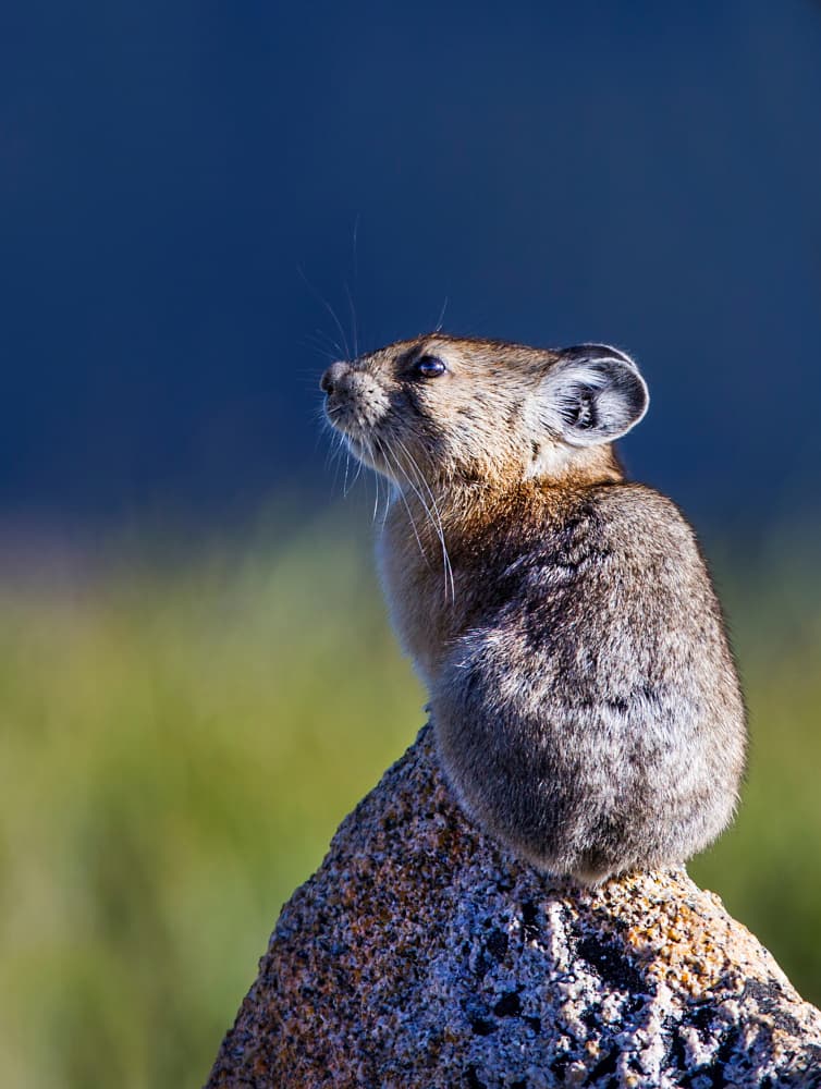 Alert Pika On Rock by verdon — canvas wall art