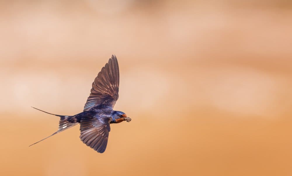 Swallow In Flight by Magnus Renmyr — canvas wall art