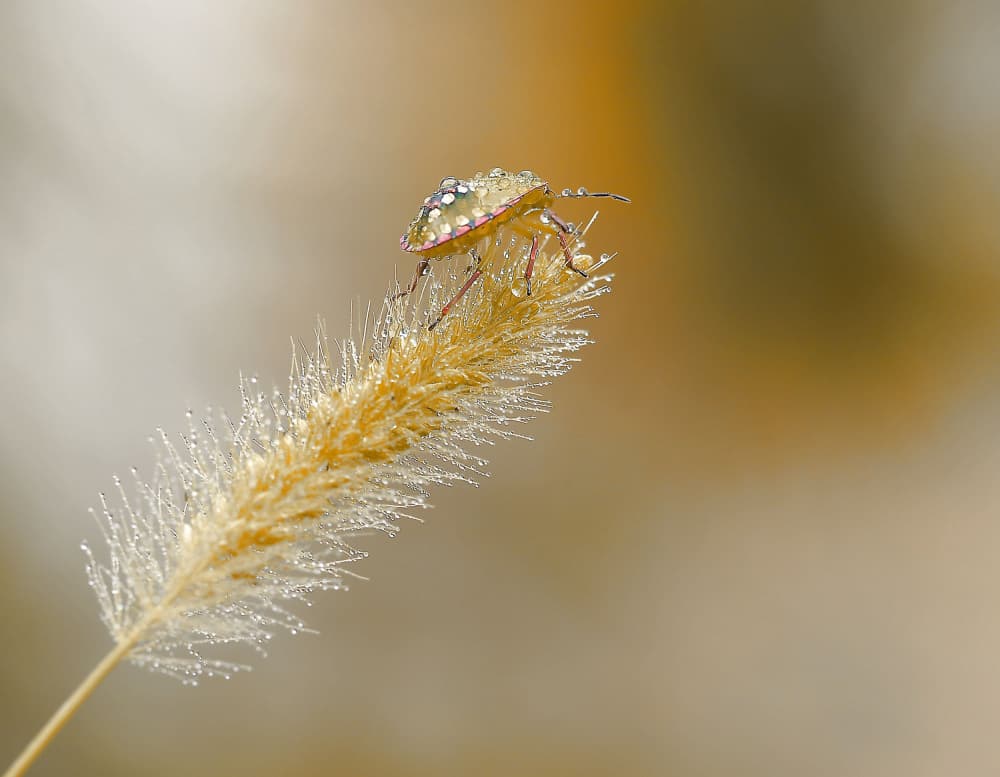 Golden Grass Dewdrop Bug by Thierry Dufour — canvas wall art