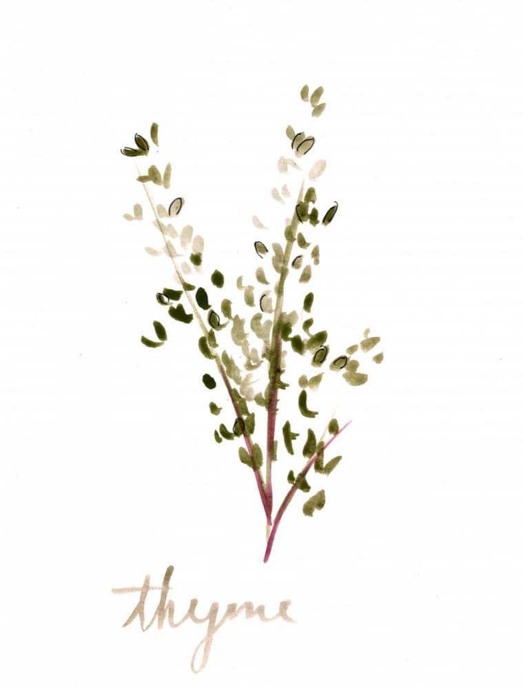 Green Thyme Botanical by Christine Lindstrom — canvas wall art