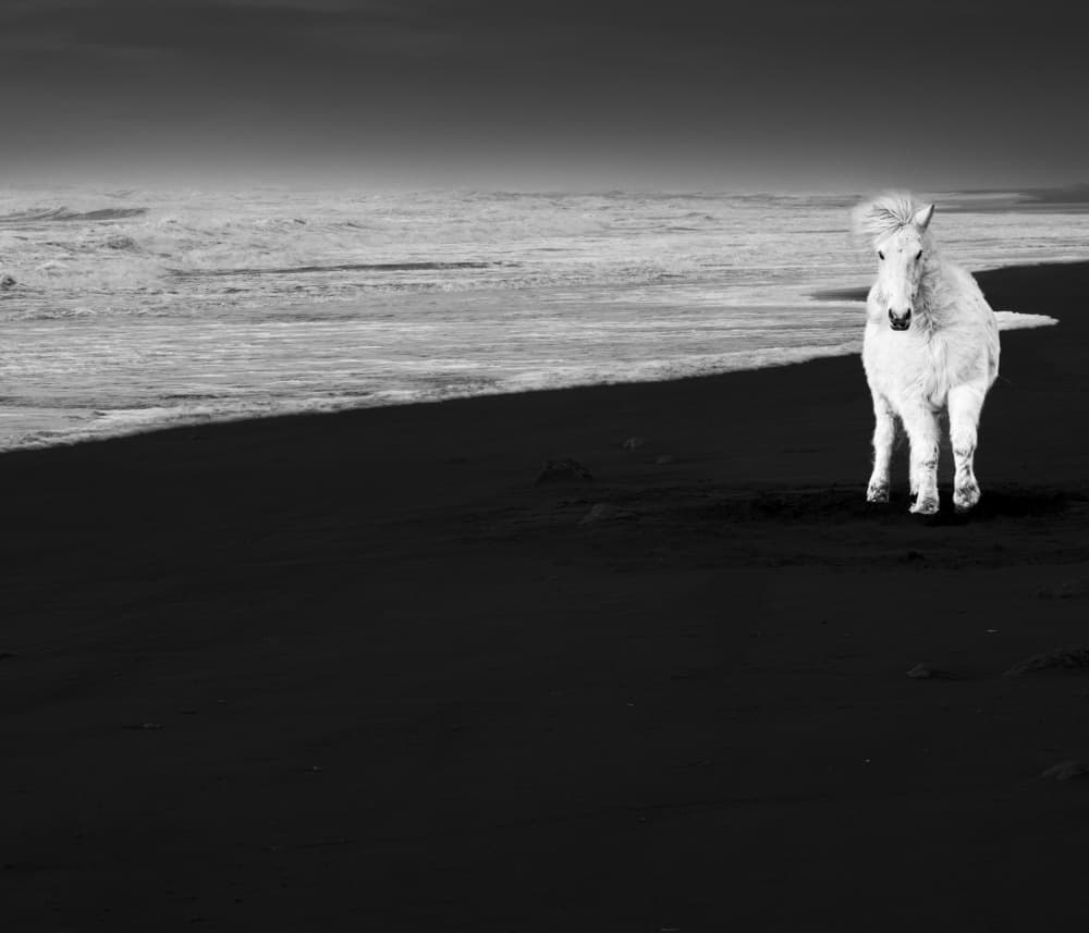 White Horse Black Sand by Robert Bolton — canvas wall art