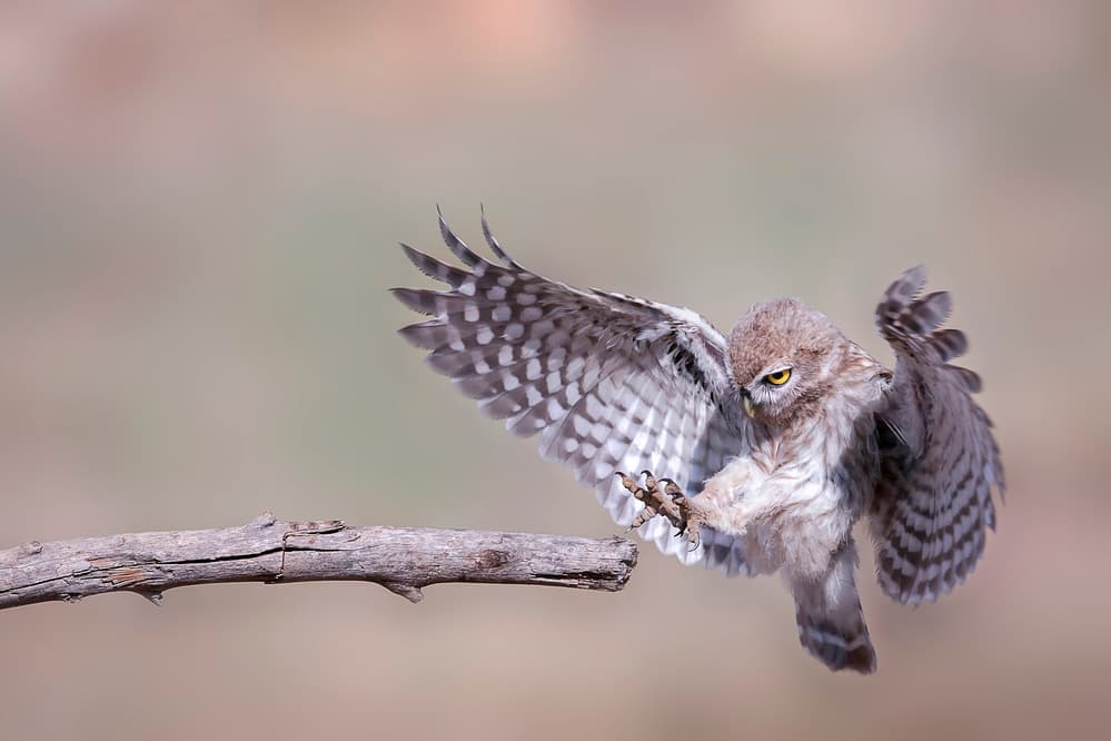 Dynamic Owl Landing by Eyal Amer — canvas wall art