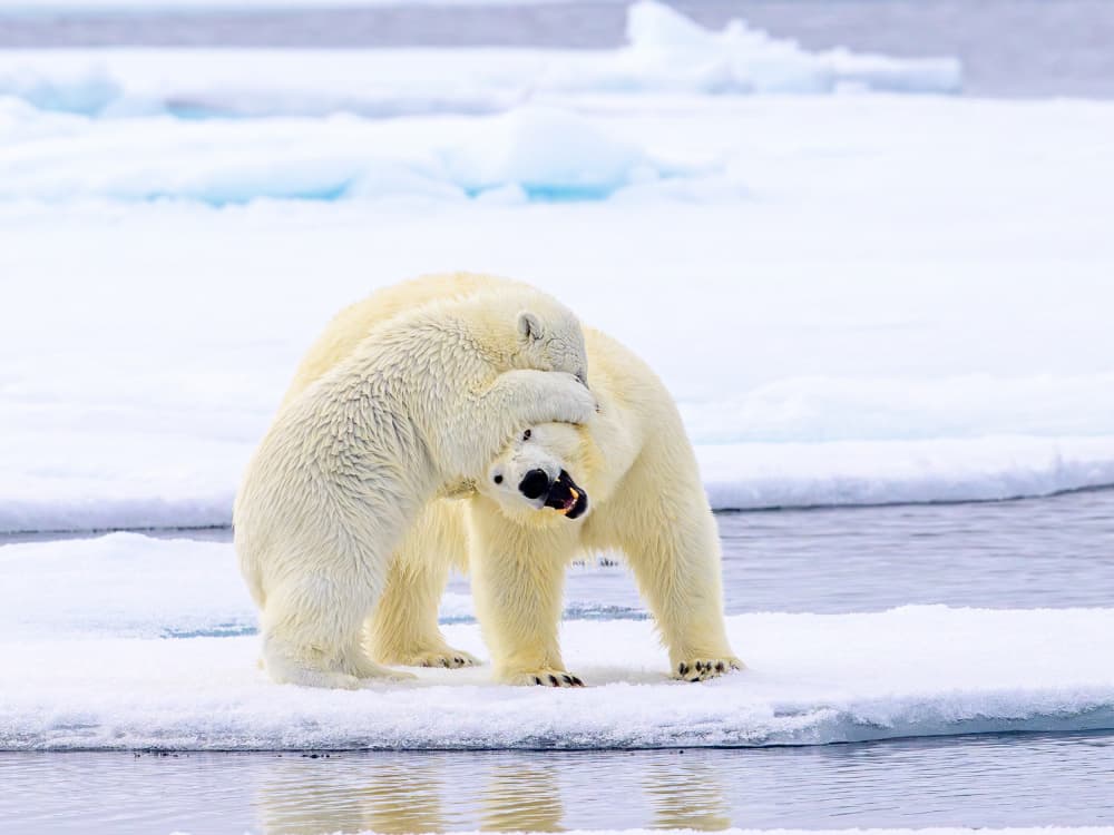 Polar Bear Playtime by Som Prasad — canvas wall art