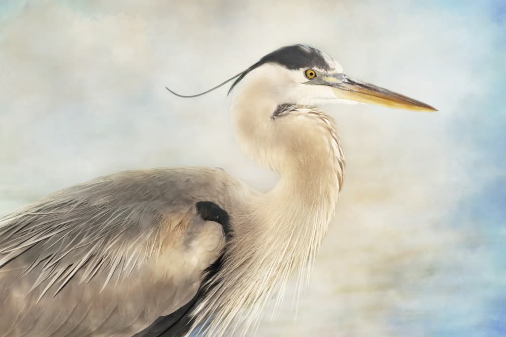 Elegant Great Blue Heron by Linda D Lester — canvas wall art