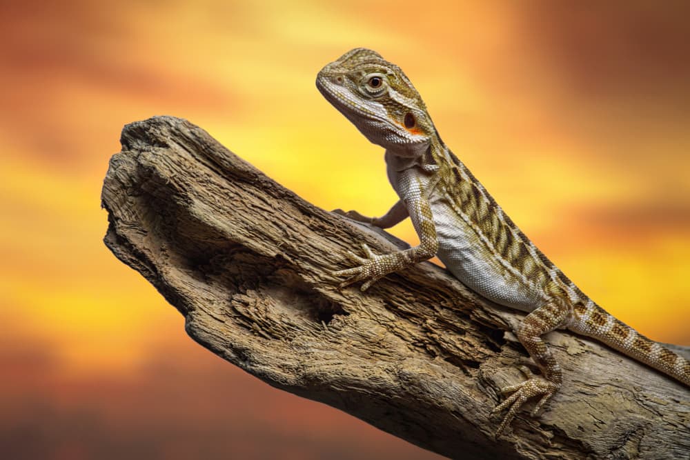 Desert Lizard Sunset by Emanuel Papamanolis — canvas wall art