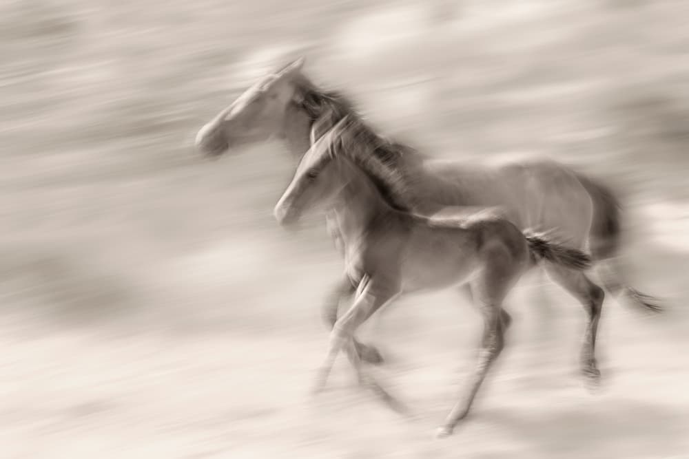 Wild Mare Foal Motion by Martine Benezech — canvas wall art
