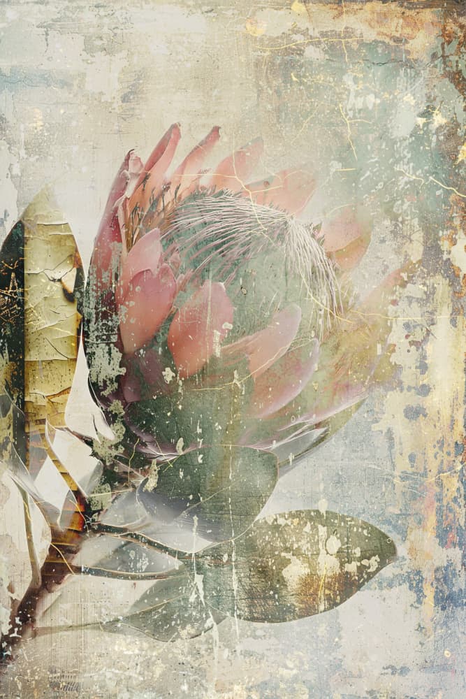 Faded Botanical Protea by Rafal Kulik — canvas wall art