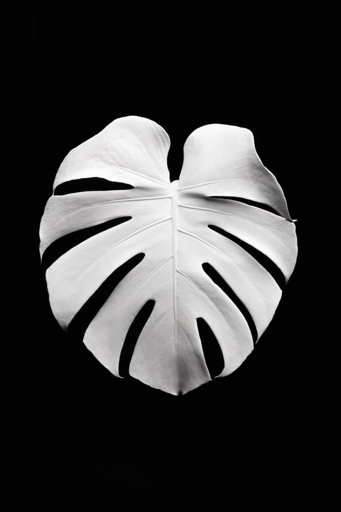 White Monstera Leaf by Pictufy Studio III — canvas wall art