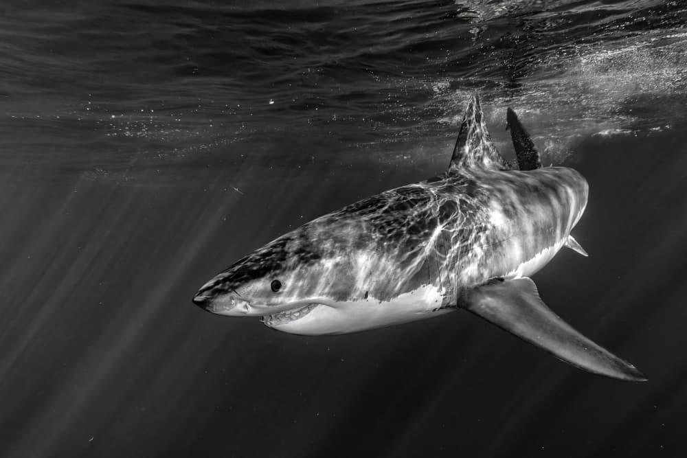 Majestic Great White Shark by Andrea Izzotti — canvas wall art