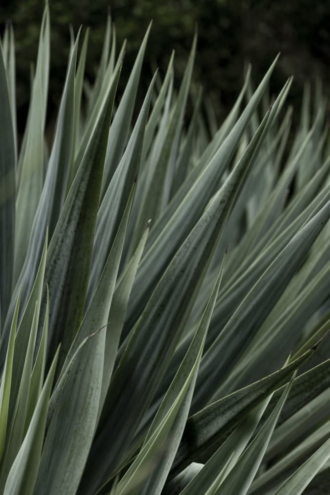 Green Agave Blades by Mareike Böhmer — canvas wall art