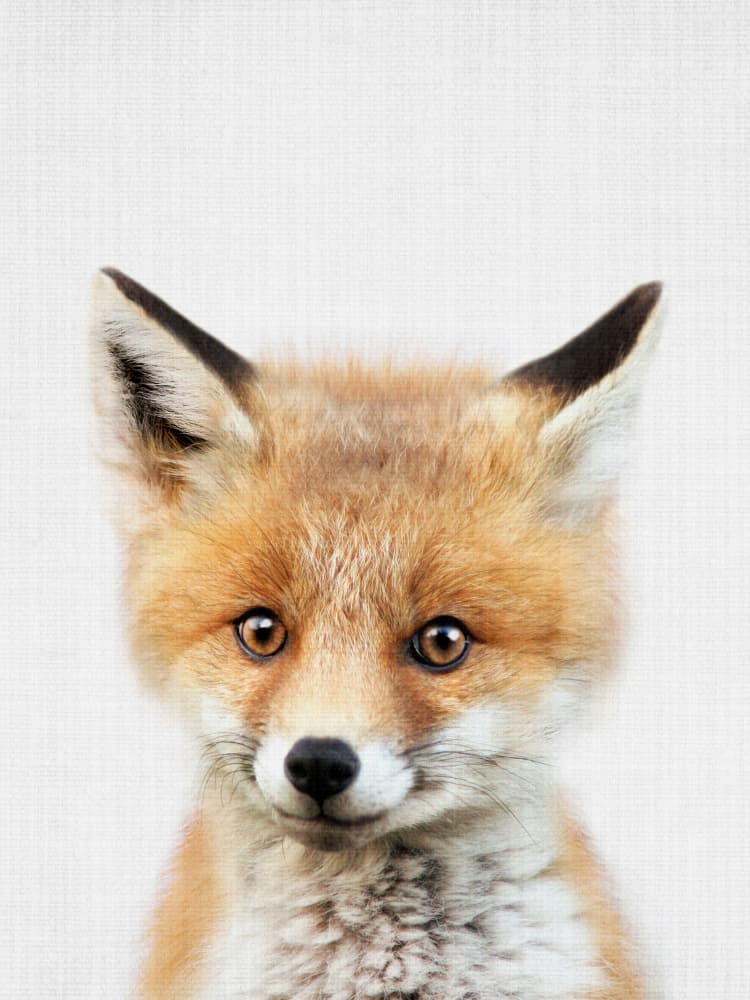 Sweet Baby Fox by Lila & Lola — canvas wall art