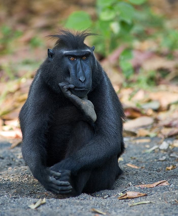 Thoughtful Black Monkey by Karsten Wrobel — canvas wall art