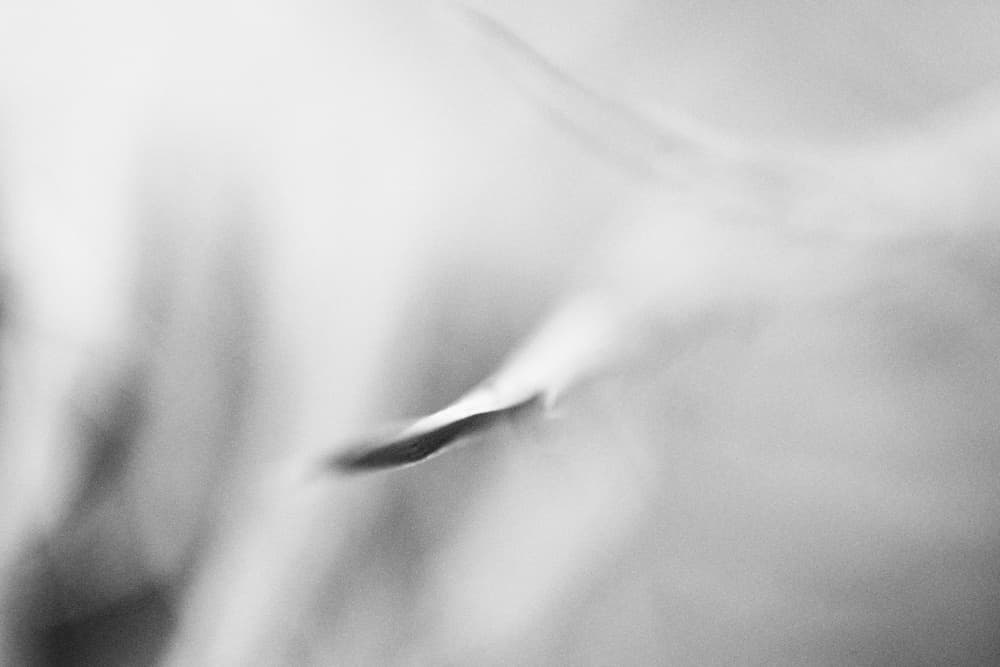 Ethereal Softness by Lynann Colligan — canvas wall art