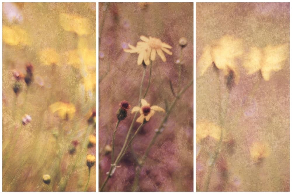 Dreamy Yellow Flowers by Delphine Devos — canvas wall art