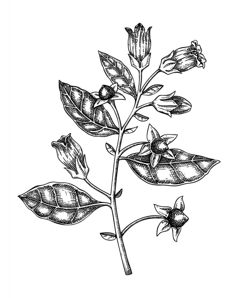 Vintage Botanical Study by Yevheniia Lytvynovych — canvas wall art