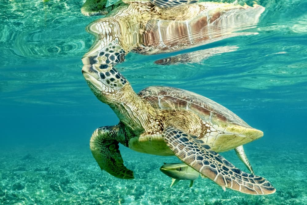 Green Sea Turtle Underwater Gliding by Serge Melesan — canvas wall art