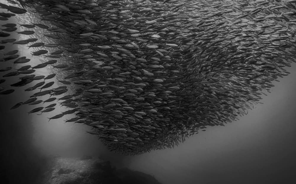 Dynamic Fish School by Jennifer Lu — canvas wall art