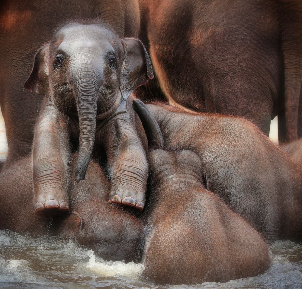 Playful Baby Elephants by Antje Wenner-Braun — canvas wall art