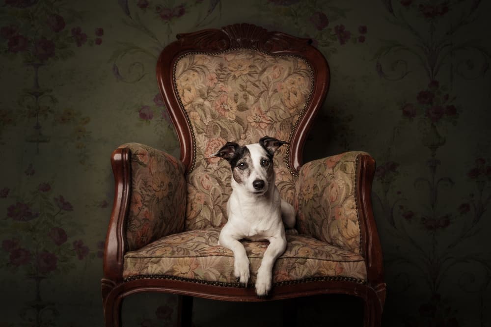 Charming Dog in Armchair by Heike Willers — canvas wall art