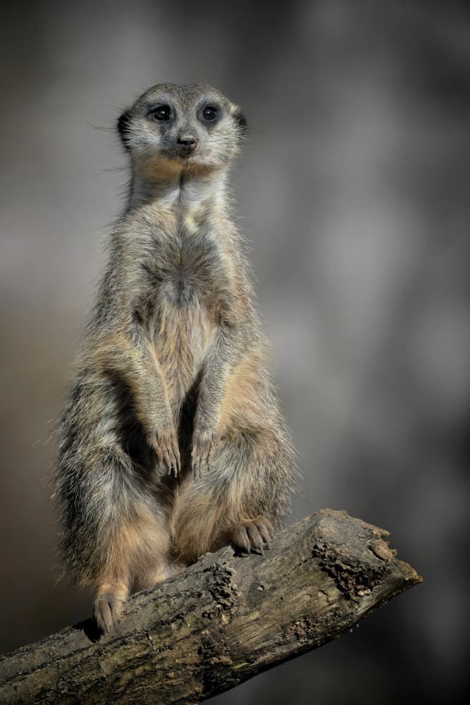 Alert Meerkat Watch by Mathilde Guillemot — canvas wall art