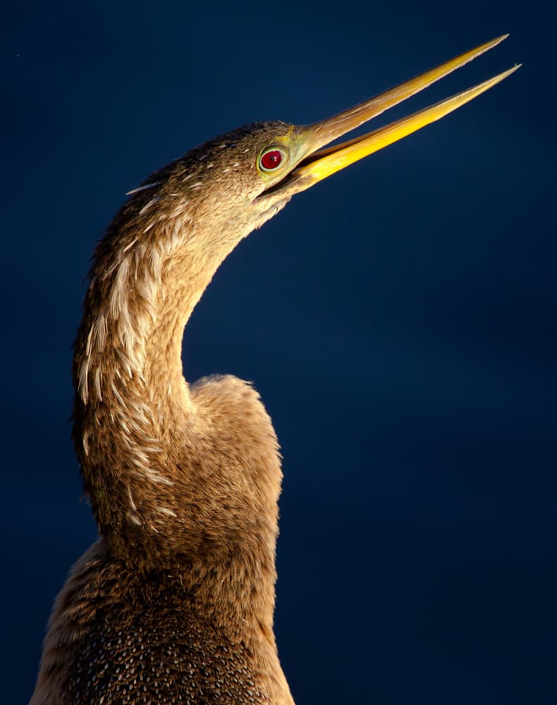 Anhinga's Vibrant Gaze by verdon — canvas wall art