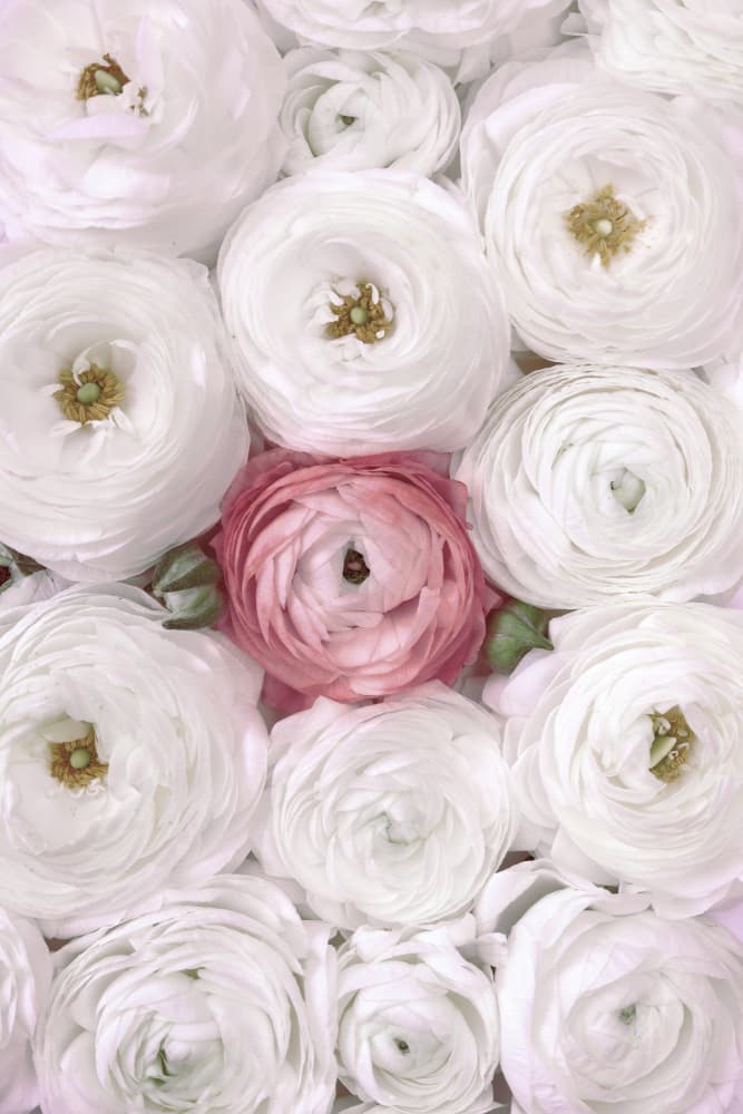 Pink Among White Ranunculus by Rosana Laiz Blursbyai — canvas wall art