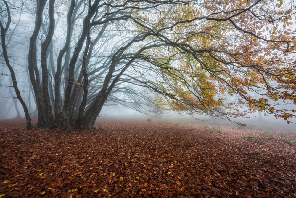 Misty Autumn Forest by Sergio Barboni — canvas wall art